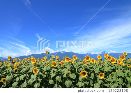 Sunflower fields in Hokuto City, Yamanashi Prefecture 129228198