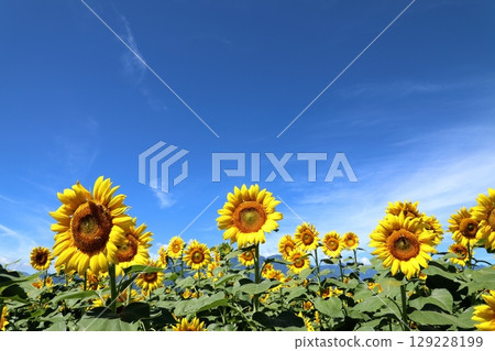 山梨縣北杜市的向日葵田 山梨縣北杜市的向日葵田 129228199