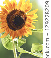 Sunflower up 129228209