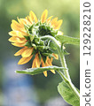 Behind the sunflower 129228210