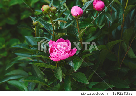 Gardening landscaping.Nice bush of delicate pink peonies 129228352
