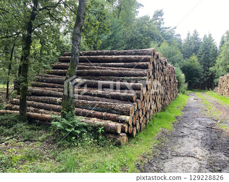 Stacks of felled pine tree trunks in a German forest. Logging. 129228826