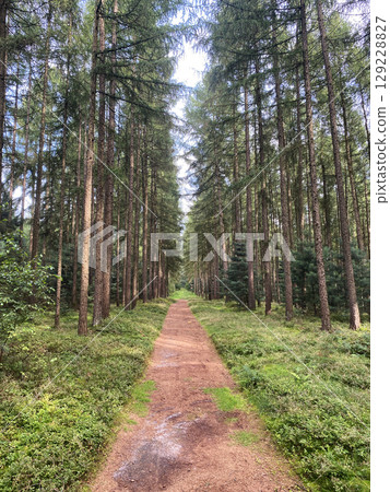 Pine trees in a German forest Pine trees in a German forest 129228827