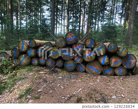 Stacks of felled pine tree trunks in a German forest. Logging. 129228834