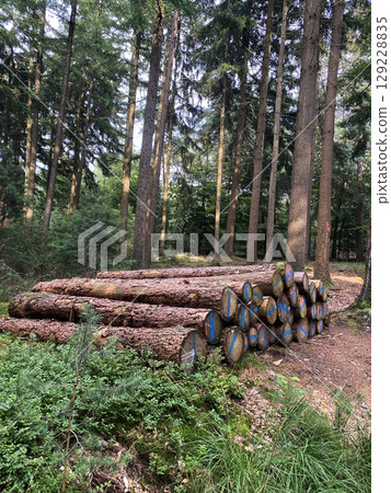 Stacks of felled pine tree trunks in a German forest. Logging. 129228835