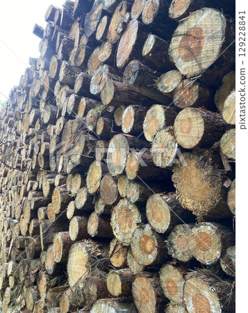 Stacks of felled pine tree trunks in a German forest. Logging.. 129228841