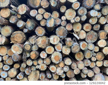 Stacks of felled pine tree trunks in a German forest. Logging.. Stacks of felled pine tree trunks in a German forest. Logging.. 129228842