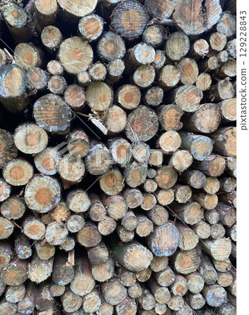 Stacks of felled pine tree trunks in a German forest. Logging. 129228843