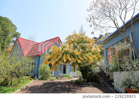 Silver acacia flowers in full bloom 129228923