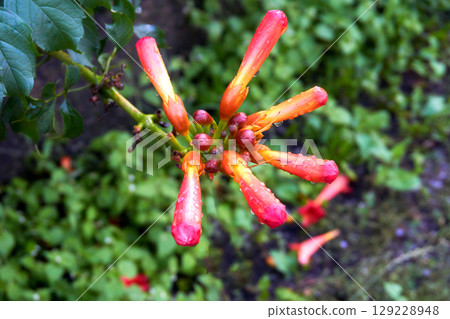 Rain in garden.Red strict fower trumpet vine under Rain in garden.Red strict fower trumpet vine under 129228948