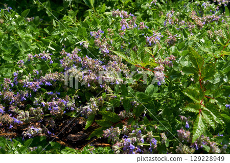 Summer rain.Splashes of raindrops or irrigation systems,mint Summer rain.Splashes of raindrops or irrigation systems,mint 129228949