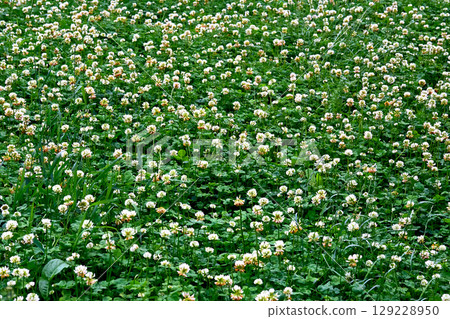 Forage white clover Trifolium repens with high yield and good qualities Forage white clover Trifolium repens with high yield and good qualities 129228950