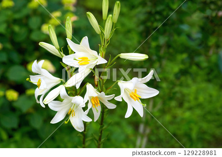 Landscaping.White lily pad Lilium candidum,fresh greenery in summer garden Landscaping.White lily pad Lilium candidum,fresh greenery in summer garden 129228981