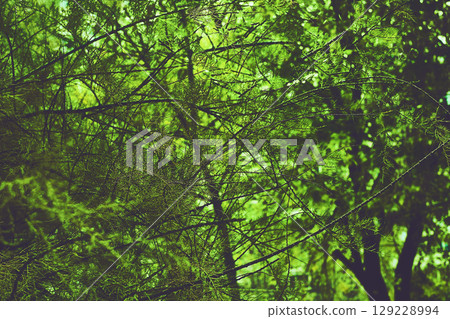 Riot of green.Dark forest bushes in shadow 129228994