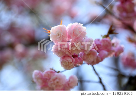 櫻花和花帽 129229165