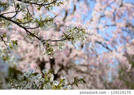 櫻花盛開 129229170