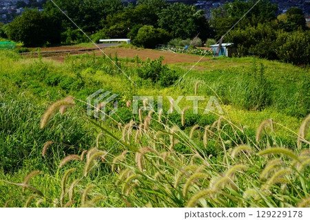 《日本的草地與田野》神奈川縣的綠色狐尾草與田野風景 129229178
