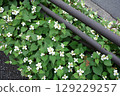 白魚腥草花和護欄 129229257