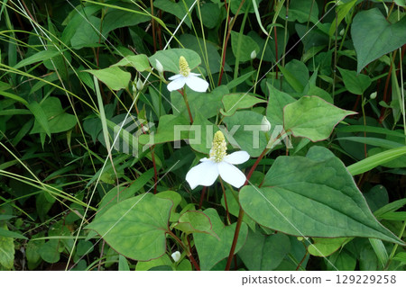 白色dokudami花 129229258