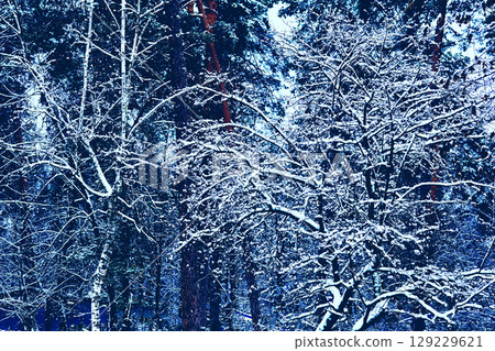 Winter cool quiet fresh.Calm,peace and tranquility,dense tree branches Winter cool quiet fresh.Calm,peace and tranquility,dense tree branches 129229621