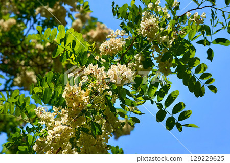 Cute white flowering branch of acacia on a sunny green light Cute white flowering branch of acacia on a sunny green light 129229625