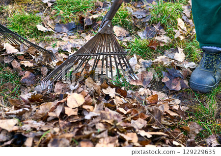 Morning raking clean sweeping fallen leaves with a garden rake 129229635