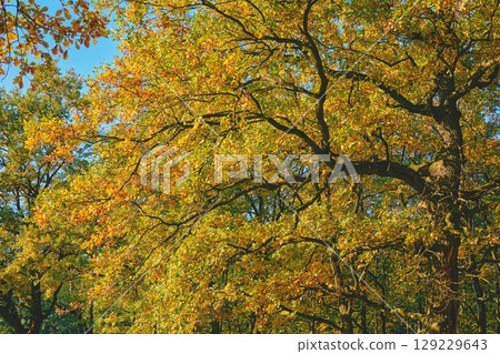 Autumn tranquility calm.Great oak tree with rich leaves Autumn tranquility calm.Great oak tree with rich leaves 129229643