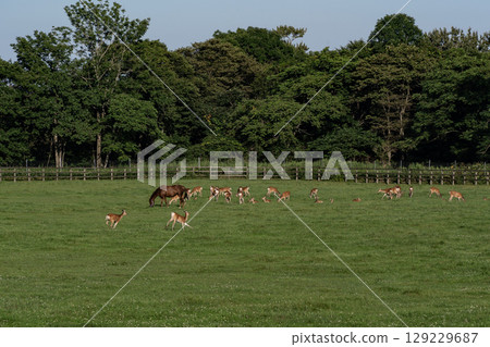 Ezo deer at a thoroughbred ranch 129229687