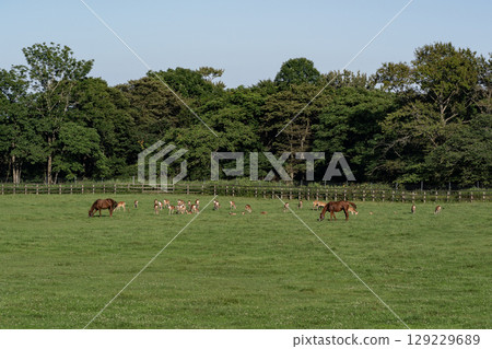 Ezo deer at a thoroughbred ranch Ezo deer at a thoroughbred ranch 129229689