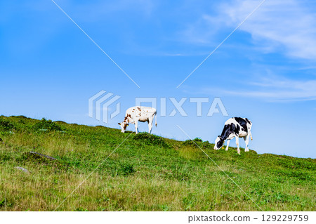 Shinshu Summer Utsukushigahara Plateau Ranch Shinshu Summer Utsukushigahara Plateau Ranch 129229759