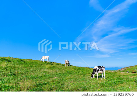 信州夏季美原高原牧場 129229760