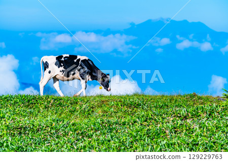 信州夏季美原高原牧場 129229763