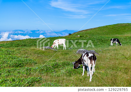 Shinshu Summer Utsukushigahara Plateau Ranch 129229765