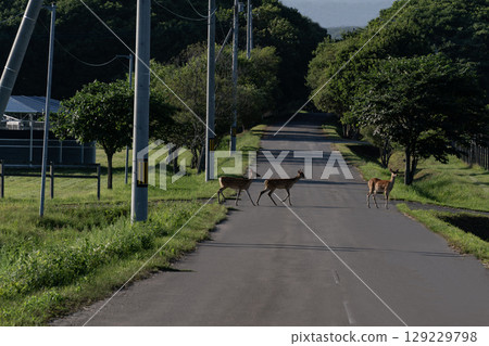 Ezo deer crossing the road Ezo deer crossing the road 129229798