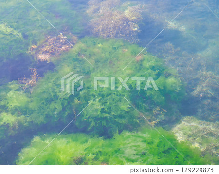 海裡的綠色生菜 129229873