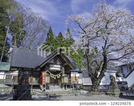 櫻花盛開的神社 櫻花盛開的神社 129229878