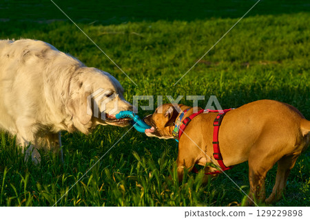 Debate.Two dogs playing on grassy area,take each others toy 129229898