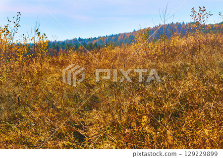 Field path leading to the autumn forest.Time of golden colors 129229899