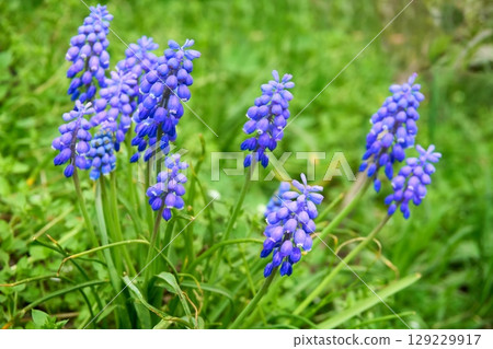 Blue Viper's onion flowers Muscari neglectum on a green lawn 129229917