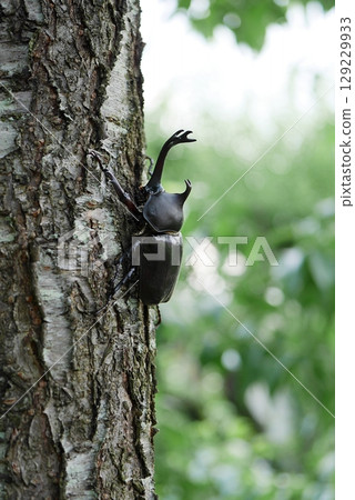 Peach tree beetle 20250701 Peach tree beetle 20250701 129229933