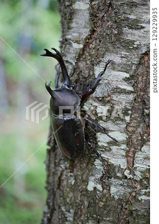 Peach tree beetle 20250703 Peach tree beetle 20250703 129229935