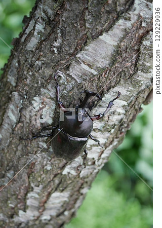 Peach tree beetle 20250704 Peach tree beetle 20250704 129229936