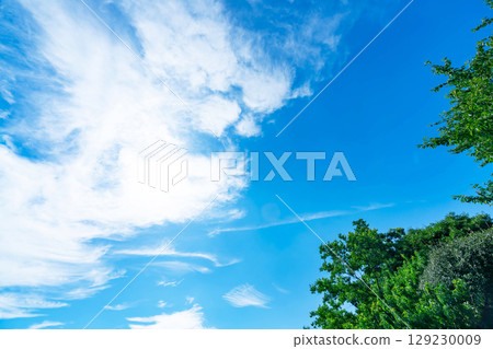 Blue sky, clouds and grove 129230009