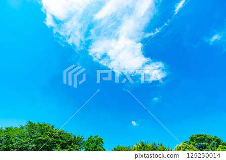 Blue sky, clouds and grove 129230014