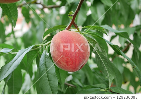 Ripe peach fruit 20250701 Ripe peach fruit 20250701 129230095