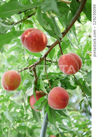 成熟的桃子果實 20250705 129230099