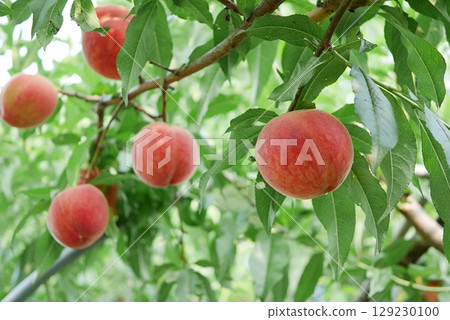 Ripe peach fruit 202507 Ripe peach fruit 202507 129230100