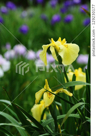 Iris at Suigetsu Park 129230177
