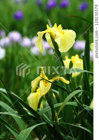 Iris at Suigetsu Park 129230178