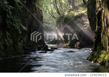 神奇的樽前狼王 129230213